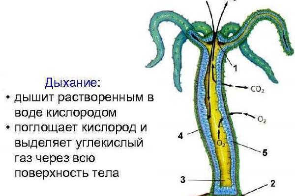 Зеркало сайта мега онион