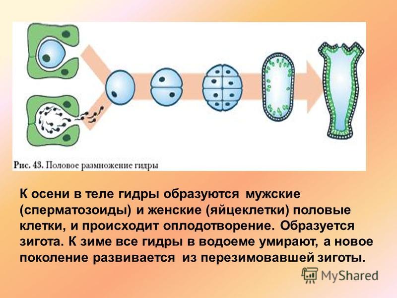 Как зайти на мега маркет